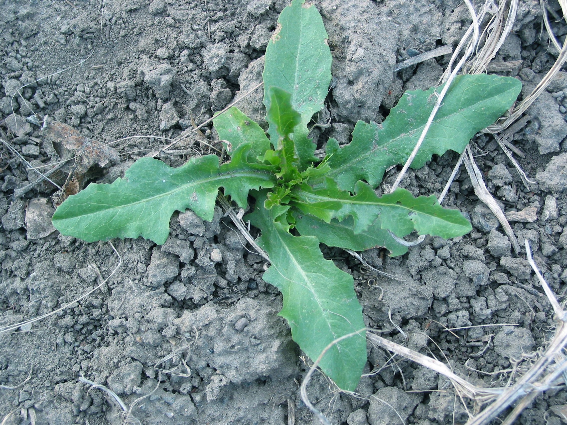 prickly lettuce, compass plant (Lactuca serriola ) 